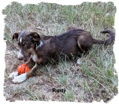 ABCA Red Tri male Border Collie out of working stock